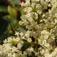 Wendlandia bicuspidata Wight & Arn.